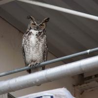 Great Horned Owl perched on railing in urban area