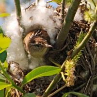 Marsh Wren peeking out of its nest