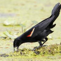 Red-winged Blackbird gaping its beak while foraging
