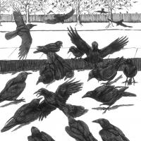 Crows at a crow funeral - illustration by Tony Angell