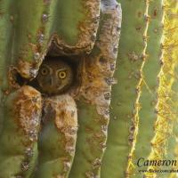 Elf Owl peeking out from a cactus