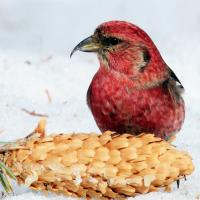 White-winged Crossbill sitting at a pinecone in snow