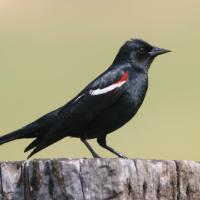 A Tricolored Blackbird seen in right profile, its black body shining in the sun, the wing showing a red patch with a white line beneath it. 