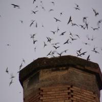 A flock of Chimney Swifts around a chimney