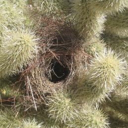 A Cactus Wren nest constructed amidst the spiny branches of a Jumping Cholla cactus.