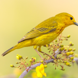 A Yellow Warbler perches on a branch with yellow flowers