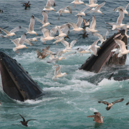 Two humpback whales breaking the surface while feeding, surrounded by seagulls including Great Shearwaters