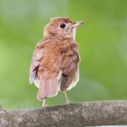 A Veery perched on the branch looks back towards the viewer