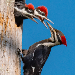 An adult Pileated Woodpecker feeds two chicks with their heads peaking out of the nest hole