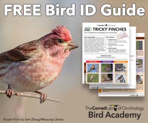 Free Bird ID Guide from The Cornell Lab of Ornithology Bird Academy