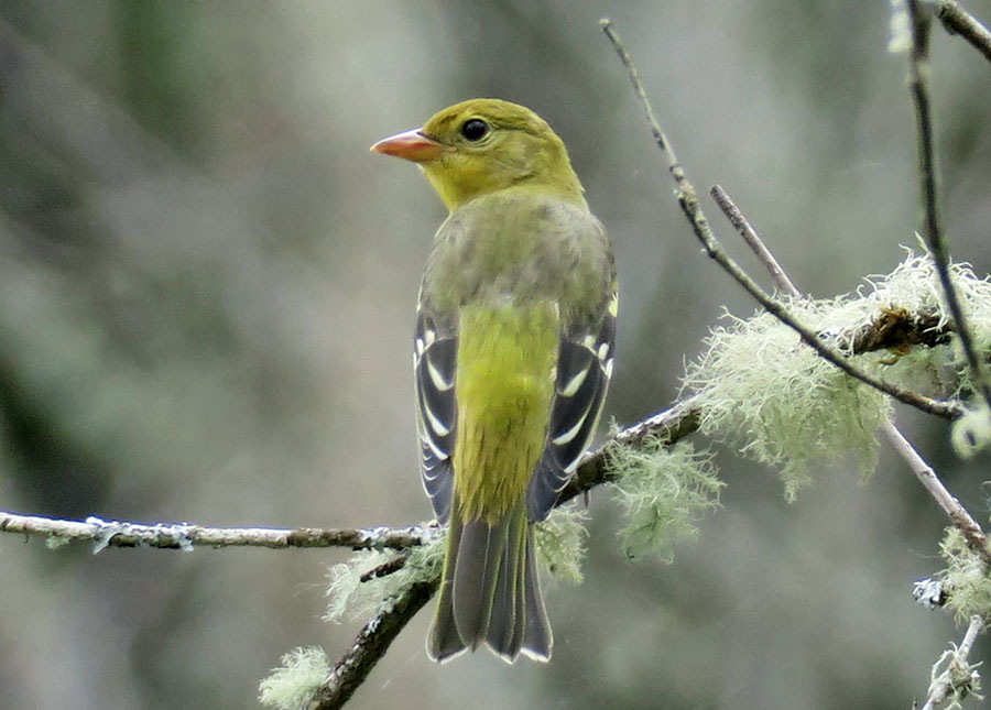 Western Tanager Female BirdNote