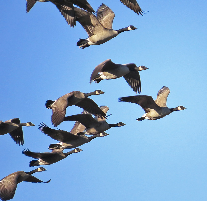 Canada Geese - Migratory or Not | BirdNote