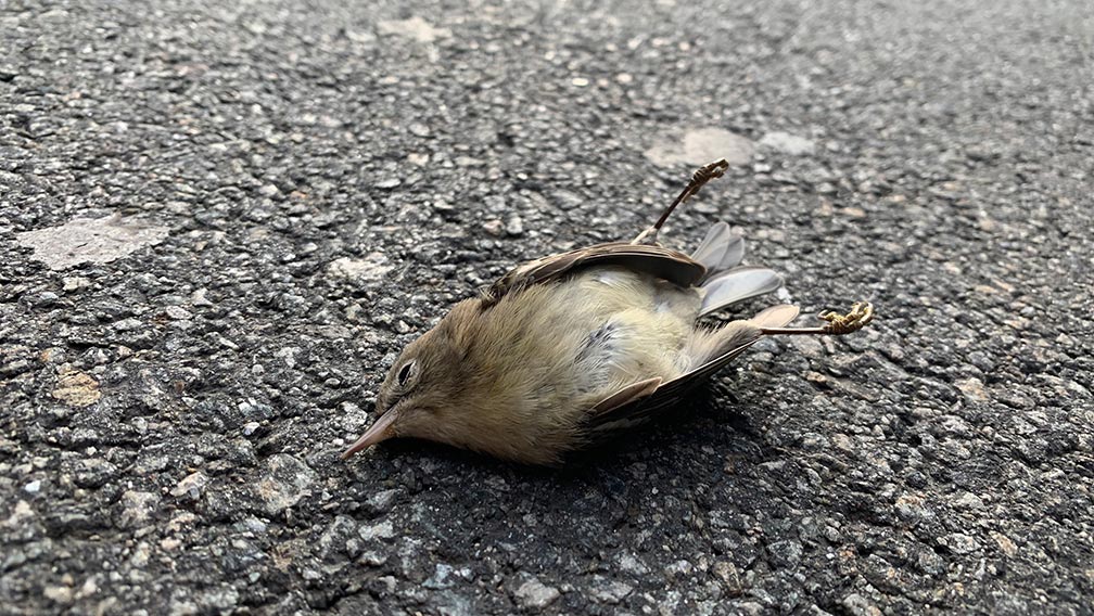 A dead bird laying on the pavement after hitting a glass window.