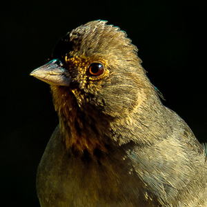 California Towhee California Towhee