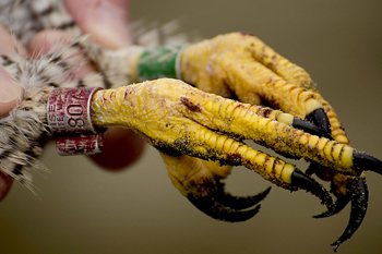 V-v 3 bands and talons