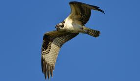 osprey_flight_Alex_Zavatone osprey in flight