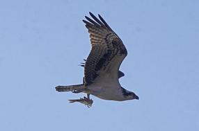 osprey_flight_fish_John_Harrison osprey in flight with fish