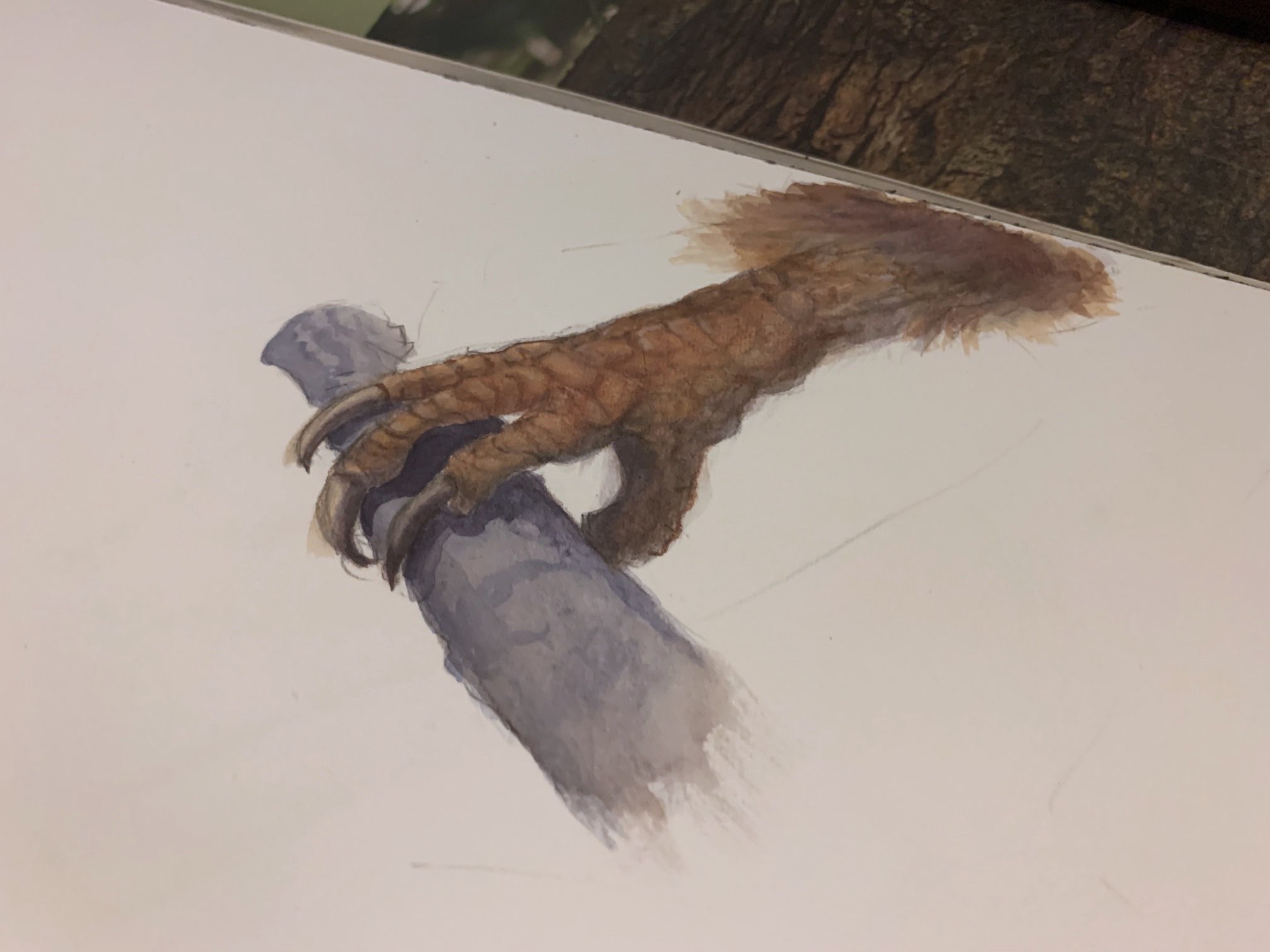 Painting of a Rufous Hornbill's foot