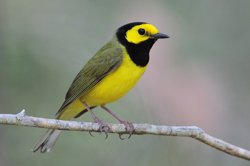 A Hooded Warbler sits perched on a branch