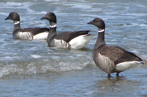 Black Brant