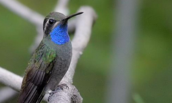 A Blue-throated Hummingbird sits perched on a branch