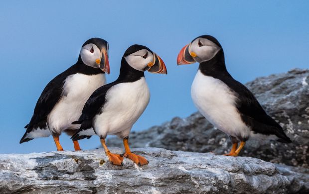 Three's a crowd! A few Atlantic Puffins are hanging out