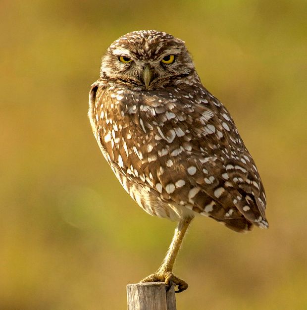 A Burrowing Owl looks right at you