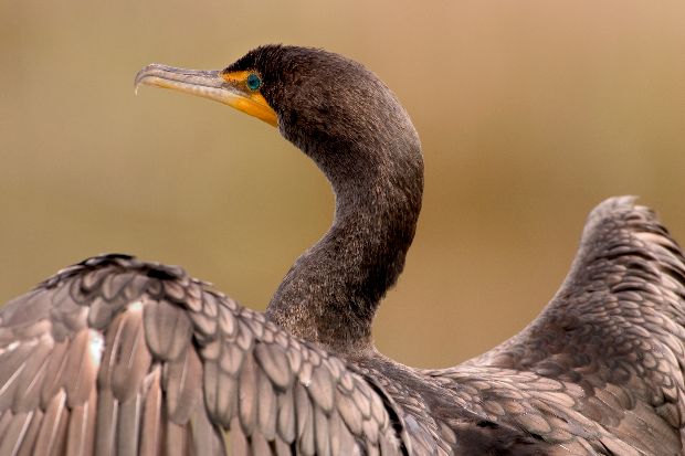 A Double-crested Cormorant flaps its wings