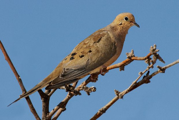 A Mourning Dove perched under blue skies