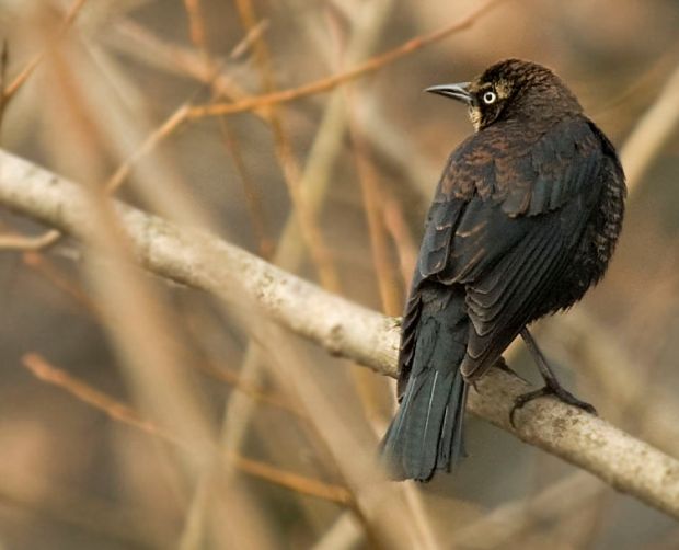 A Rusty Blackbird looks to the distance