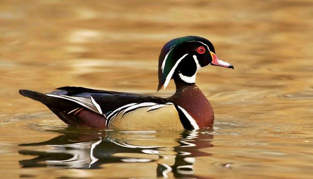 A Wood Duck swimming on still water