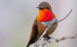 A perched Rufous Hummingbird