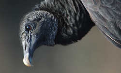 Black Vulture in Big Bend