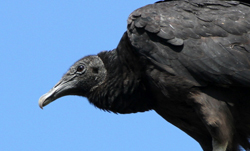 A Black Vulture looking left