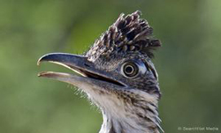 Up close and personal with a Greater Roadrunner
