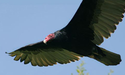 A Turkey Vulture flying through the air