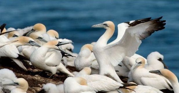 A flock of Northern Gannets