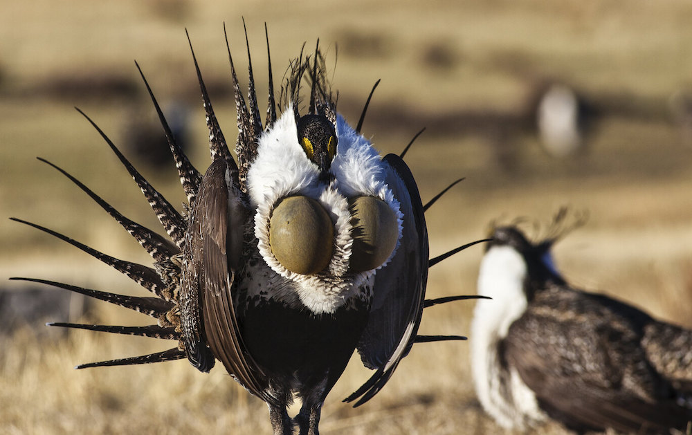 A male Greater Sage-Grouse