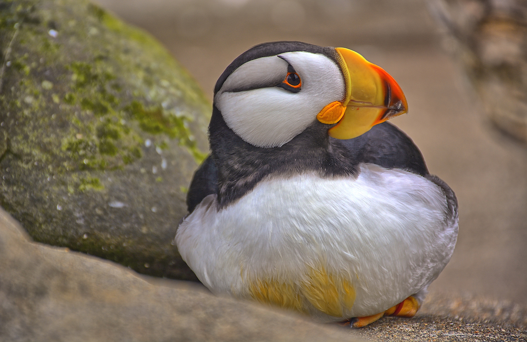 A Horned Puffin on a rock