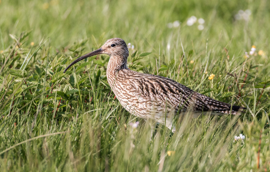 A curlew in the grass