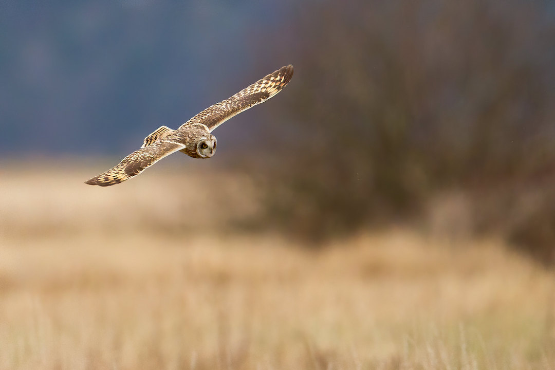 A Short-eared Owl flies