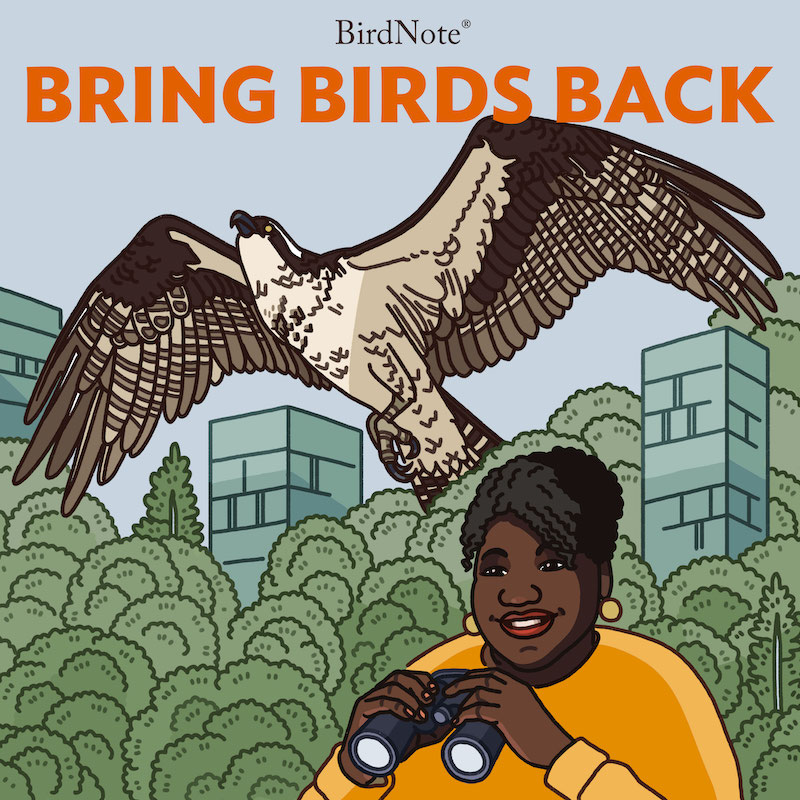 Bring Birds Back podcast art