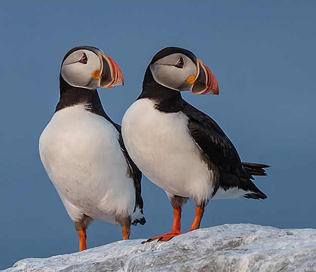 Two Atlantic Puffins standing on a rock