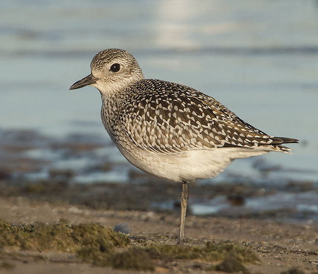 A Black-bellied Plover