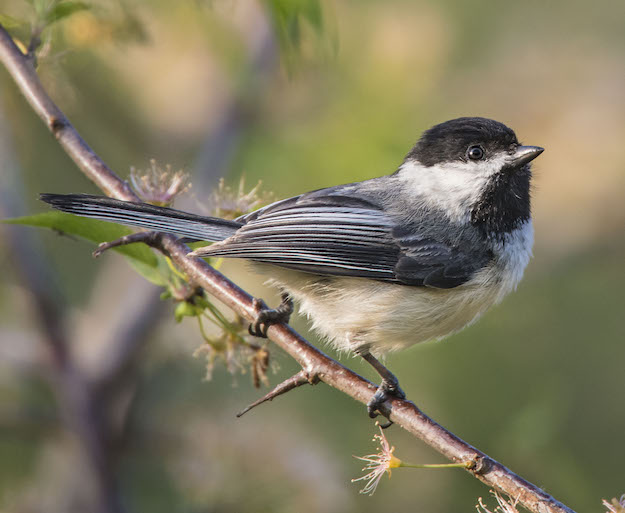 A Black-capped Chickadee perched on a branch