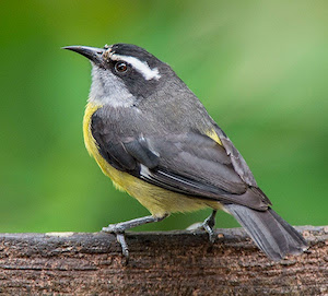 A Bananaquit perched and looking up