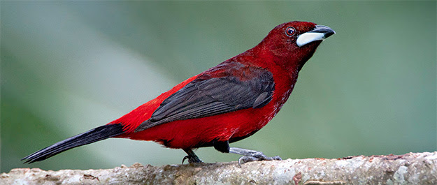 A Crimson-backed Tanager looks to the right