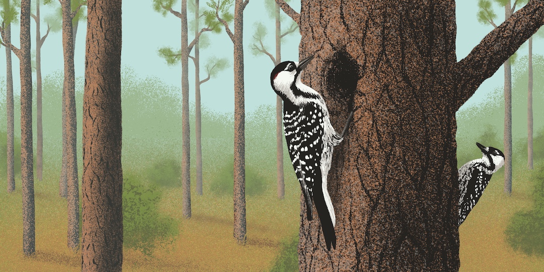 An illustration of two Red-Cockaded Woodpeckers on the trunk of a tree