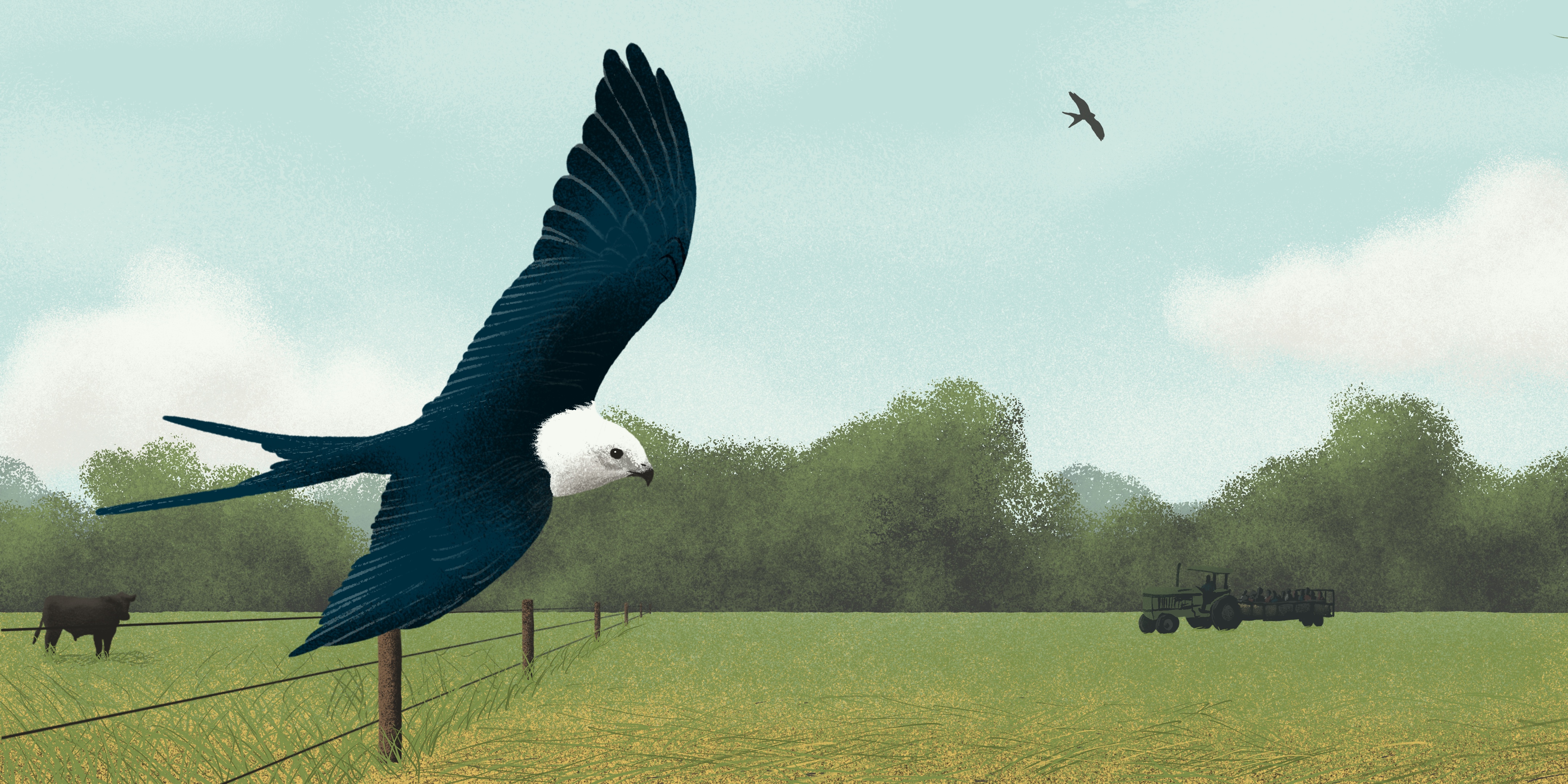 An illustration of a Swallow-tailed Kite flying close to the ground, past a cow and a tractor in a rural landscape.