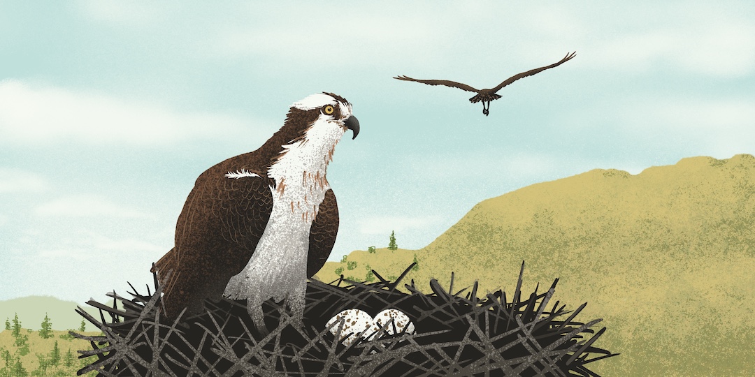 An illustration of an Osprey in a nest, next to two eggs. Another Osprey flies away in the distance.